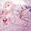 [Lycoris]