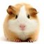 AnotherGuineaPig