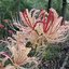 LYCORITHSVE[]