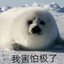 qinhaibao
