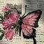 Aster1202