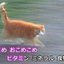 notsunotsu