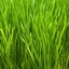 Grass1919810