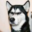 huskyb