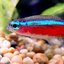 Neontetra